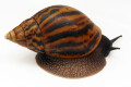 Achatina achatina Ghana F1